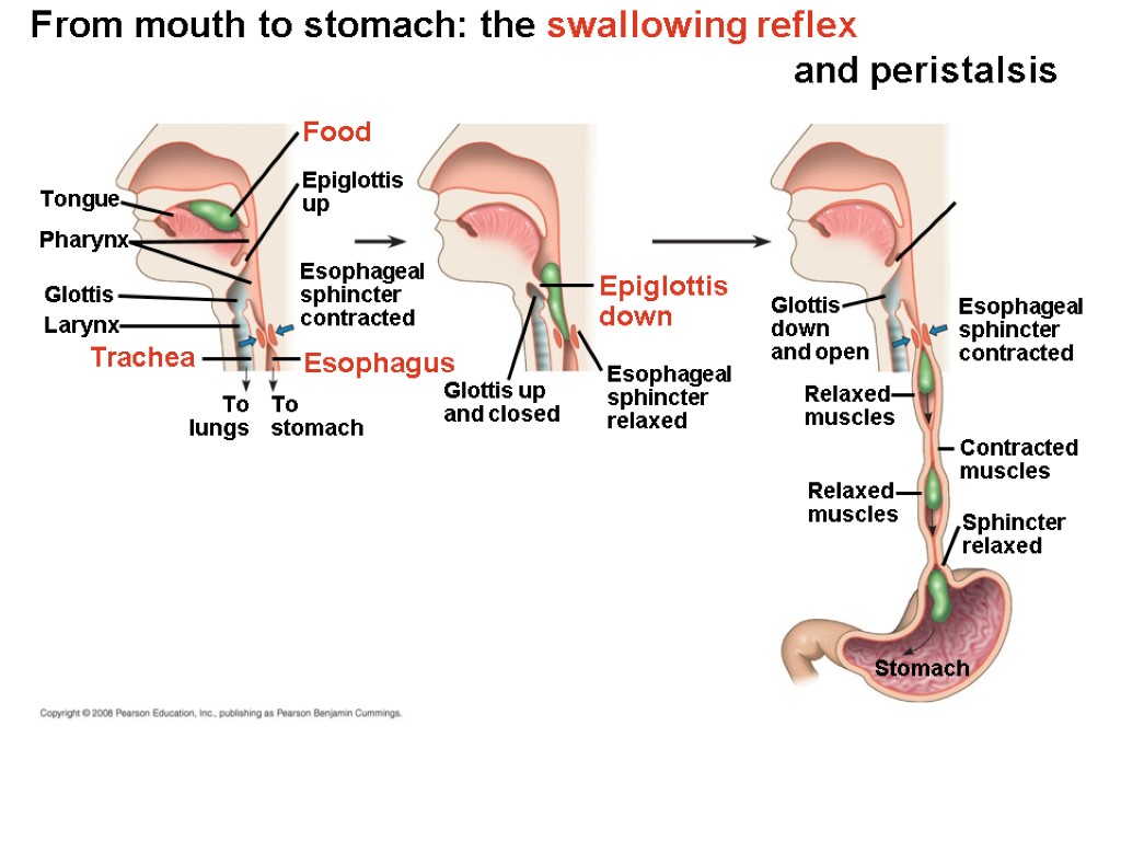 From mouth to stomach: the swallowing reflex and peristalsis Larynx Trachea Epiglottis up Pharynx